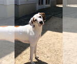 Small #1 Coonhound Mix