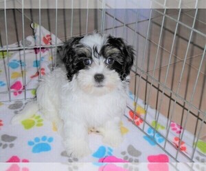 Lhasa Apso-Poodle (Toy) Mix Puppy for sale in ORO VALLEY, AZ, USA