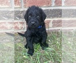 Puppy Dk blue collar Labradoodle