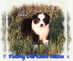 Puppy 4 Miniature Australian Shepherd