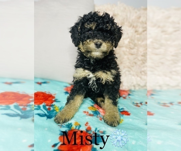 Medium Photo #4 Bernedoodle-Poodle (Toy) Mix Puppy For Sale in COOKEVILLE, TN, USA