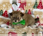 Small Photo #4 Pomeranian Puppy For Sale in LANCASTER, PA, USA