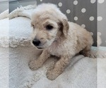 Small Photo #6 Goldendoodle Puppy For Sale in WEST, TX, USA