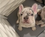 Small #3 French Bulldog