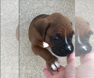 Boxer Puppy for Sale in APPLE CREEK, Ohio USA