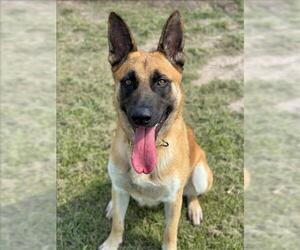 German Shepherd Dog-Unknown Mix Dogs for adoption in Conroe, TX, USA