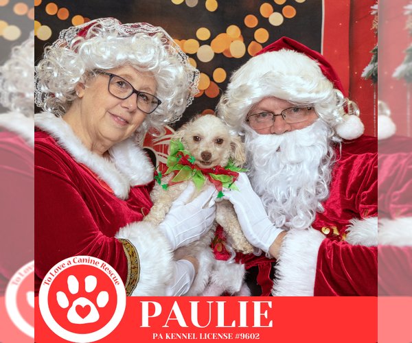 Medium Photo #3 Poodle (Miniature) Puppy For Sale in Kimberton, PA, USA