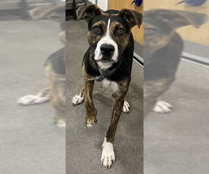 Plott Hound-Unknown Mix Dogs for adoption in Forestville, MD, USA