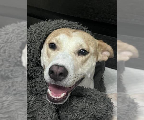 Medium Photo #4 Mutt Puppy For Sale in San Antonio, TX, USA