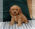 Small #3 Cavapoo