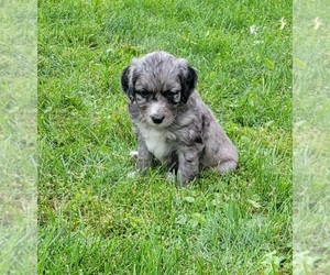 Aussiedoodle Miniature  Puppy for sale in HAYFIELD, MN, USA