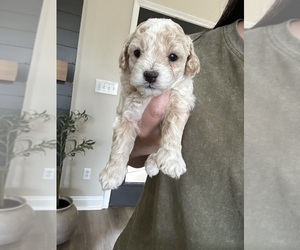 Maltipoo (Miniature) Puppy for sale in BESSEMER, AL, USA
