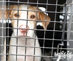 Small #1 Retriever  Mix