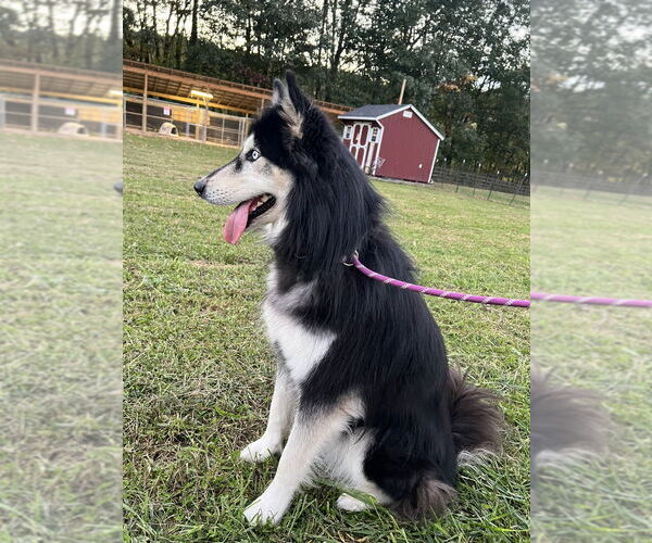 Medium Photo #4 Alusky Puppy For Sale in Benton, PA, USA