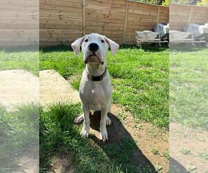 Dogo Argentino Puppy for sale in BROOMALL, PA, USA