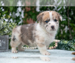 Small Photo #26 Pembroke Welsh Corgi Puppy For Sale in NEW CONCORD, OH, USA