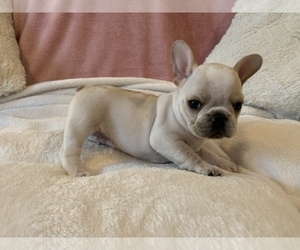 French Bulldog Puppy for sale in JOHNS ISLAND, SC, USA