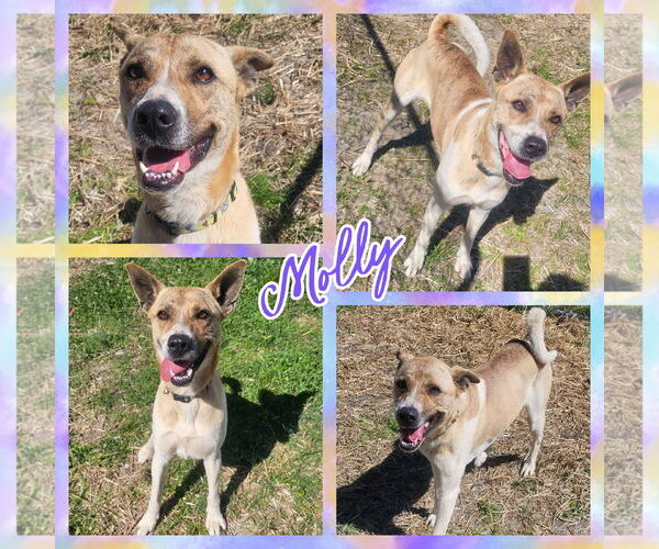 Medium Photo #4 Akita-German Shepherd Dog Mix Puppy For Sale in Blacksburg, SC, USA