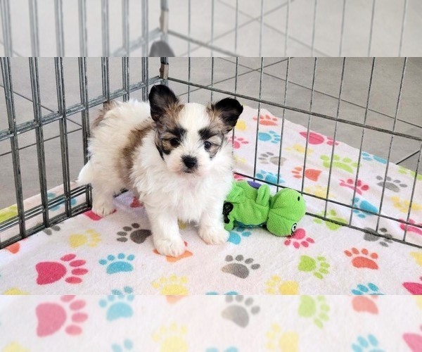 Medium Photo #7 Papitese Puppy For Sale in ORO VALLEY, AZ, USA
