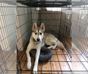 Alaskan Husky-German Shepherd Dog Mix Puppy for sale in WOODBRIDGE, VA, USA