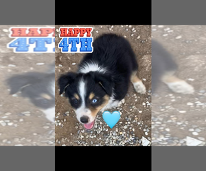 Medium Miniature Australian Shepherd