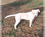 Small Photo #5 Labbe Puppy For Sale in Cookeville, TN, USA