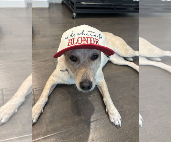 Medium Photo #1 Red Heeler-Unknown Mix Puppy For Sale in Aurora, CO, USA