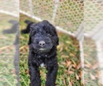 Small Photo #4 Goldendoodle-Saint Berdoodle Mix Puppy For Sale in LITTLE ELM, TX, USA