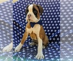Small Photo #3 Boxer Puppy For Sale in STEVENS, PA, USA