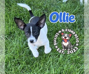 Ollie - Male Ratshi Terrier Dog for Adoption