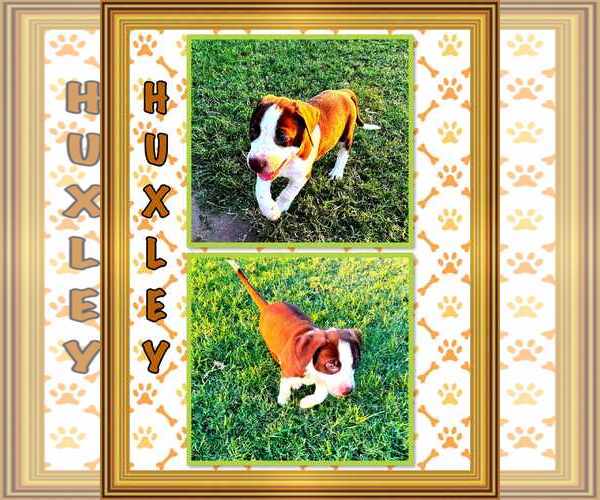 Medium Photo #19 American Pit Bull Terrier-Unknown Mix Puppy For Sale in Minneapolis, MN, USA