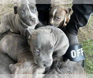 American Pit Bull Terrier Puppy for sale in NORWICH, CT, USA