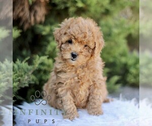 Goldendoodle (Miniature) Puppy for sale in KINZERS, PA, USA