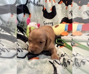 Dachshund Puppy for sale in BENNINGTON, OK, USA