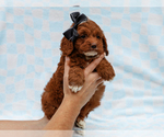 Small #4 Cavapoo-Poodle (Toy) Mix