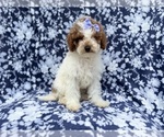 Small #6 Poodle (Miniature)