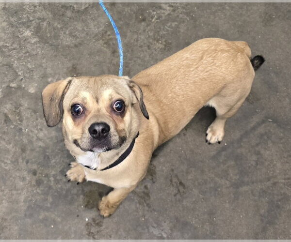 Medium Photo #4 Beabull Puppy For Sale in Evansville, IN, USA