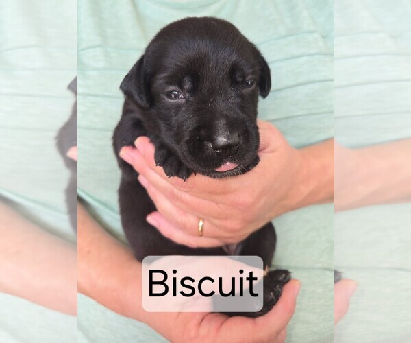 Medium Photo #3 Labrador Retriever-Unknown Mix Puppy For Sale in San Diego, CA, USA