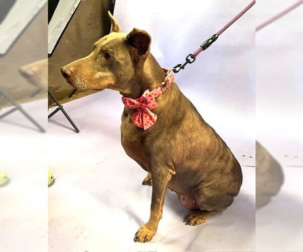 Medium Photo #8 Doberman Pinscher Puppy For Sale in Buffalo, MN, USA