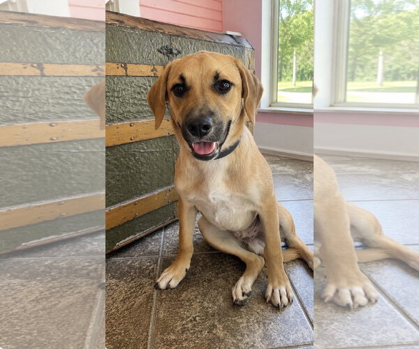 Medium Photo #1 Black Mouth Cur-Unknown Mix Puppy For Sale in Rockaway, NJ, USA