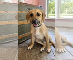 Small Black Mouth Cur Mix