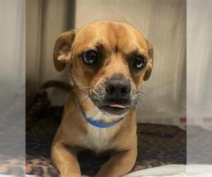Chihuahua Dogs for adoption in Bakersfield, CA, USA