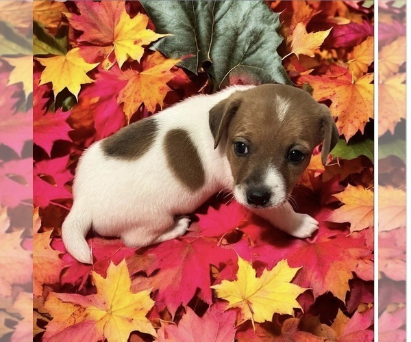 Medium Photo #1 Jack Russell Terrier Puppy For Sale in NASHVILLE, NC, USA