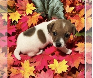Jack Russell Terrier Puppy for sale in NASHVILLE, NC, USA
