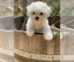 Small Photo #3 Bichon Frise Puppy For Sale in MONTECITO, CA, USA