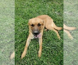 Labrador Retriever-Newfoundland Mix Puppy for sale in DILLSBORO, IN, USA
