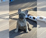 Small #5 French Bulldog