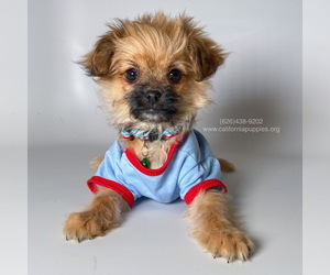 Chug Dogs for adoption in BREA, CA, USA