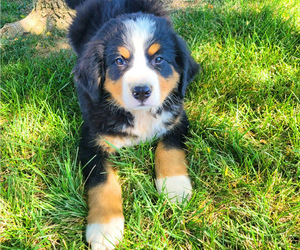 Bernese Mountain Dog Puppy for sale in NOVI, MI, USA