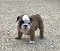 Puppy 1 Bulldog